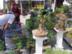 Pameran Bonsai di Festival Muaro Padang (Facebook Diskominfo Padang)